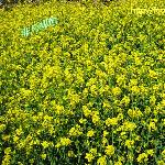 乡间金黄的油菜花图片 自然风光 风景图片