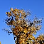 内蒙古额济纳旗胡杨林图片 自然风光 风景图片