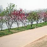 桃。华农图片 自然风光 风景图片