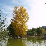 河湟秋色图片 自然风光 风景图片