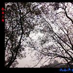 都江堰公园图片 自然风光 风景图片