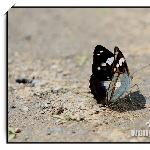 长白山的蝴蝶（一）图片 自然风光 风景图片