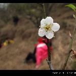梅花之约图片 自然风光 风景图片