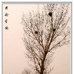 《老树昏鸦》－－行摄潮白河之二图片 自然风光 风景图片