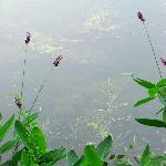 惠州西湖之二十三图片 自然风光 风景图片