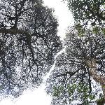 华南之巅——猫儿山之树图片 自然风光 风景图片