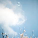 ..长广溪湿地公园的樱花图片 自然风光 风景图片