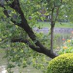 碧水绿树粉花图片 自然风光 风景图片
