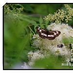 长白山的蝴蝶（二）图片 自然风光 风景图片