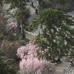 桃花盛开季节的华山图片 自然风光 风景图片