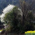 田野的春天图片 自然风光 风景图片