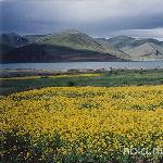 羊湖边的油菜花图片 自然风光 风景图片