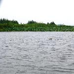 荷塘日色图片 自然风光 风景图片