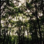 林间小道图片 自然风光 风景图片