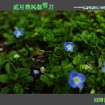 西湖边的花草图片 自然风光 风景图片