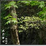 武当游记－植物篇图片 自然风光 风景图片