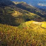 秋摄梯田图片 自然风光 风景图片