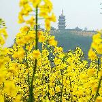 江海大地菜花黄图片 自然风光 风景图片