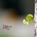 花草篇图片 自然风光 风景图片