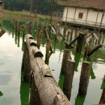 池塘上的木桩图片 自然风光 风景图片