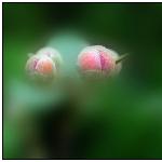 小花两朵图片 自然风光 风景图片