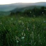 塞罕坝-晨光图片 自然风光 风景图片