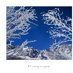 雾松--热流图片 自然风光 风景图片