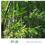 竹绿图片 自然风光 风景图片