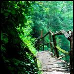 野人谷-----瀑布树石景图片 自然风光 风景图片