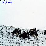 走进西藏-摄影作品精选--圣洁的世界--东达山口图片 自然风光 风景图片