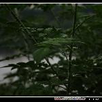随拍之二图片 自然风光 风景图片