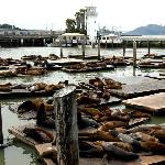 美国旧金山渔人码头图片 自然风光 风景图片