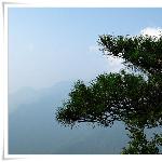 庐山的松图片 自然风光 风景图片
