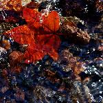 米苍山，那一片红叶（之一）图片 自然风光 风景图片