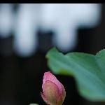 荷塘秋摄图片 自然风光 风景图片