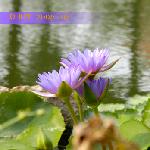 紫莲花图片 自然风光 风景图片