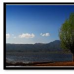 拉市海的树图片 自然风光 风景图片