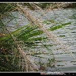摇曳的芦苇（二)图片 自然风光 风景图片