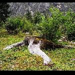 川西行－树木篇之一图片 自然风光 风景图片