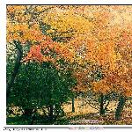 北京植物园秋色一组图片 自然风光 风景图片