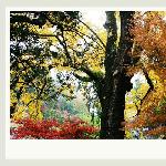 满园秋色狮子林图片 自然风光 风景图片