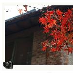 苏大的秋天图片 自然风光 风景图片