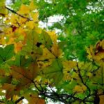 秋天色彩绚丽图片 自然风光 风景图片