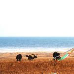 青海湖畔的牛羊图片 自然风光 风景图片