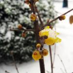年·第一场雪图片 自然风光 风景图片