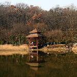 南京冬日的琵琶湖小景图片 自然风光 风景图片