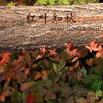 初秋的红叶图片 自然风光 风景图片