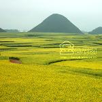 金色花海－－罗平油菜花图片 自然风光 风景图片