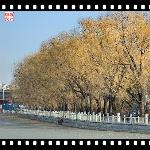 北京印像-冬图片 自然风光 风景图片