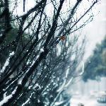 雪化妆图片 自然风光 风景图片